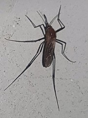 Coquillettidia xanthogaster