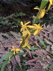 Solidago decurrens
