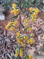 Solidago decurrens