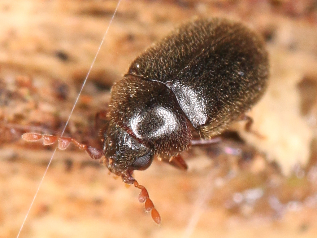 Dorcatoma chrysomelina