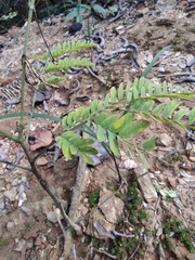 Albizia kalkora