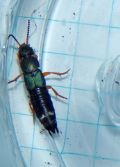 Platydracus fulvipes