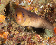 Gymnothorax melatremus