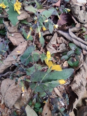 Crepidiastrum denticulatum