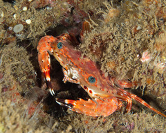Goniosupradens hawaiensis