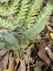Crepidiastrum denticulatum
