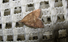 Udea fulvalis