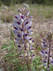 Lupinus plattensis