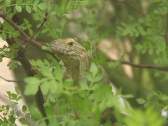 Ctenosaura macrolopha