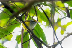 Phyllergates cucullatus