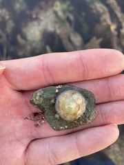 Calyptraea chinensis