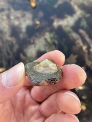 Calyptraea chinensis