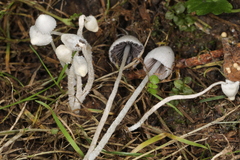 Psathyrella debilis