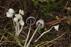 Psathyrella debilis