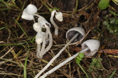 Psathyrella debilis