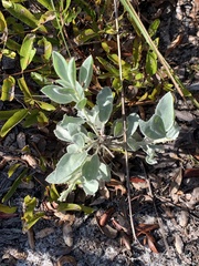Lupinus cumulicola