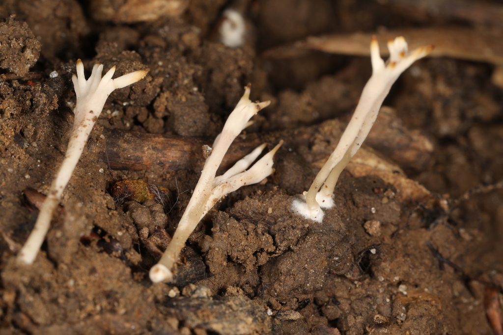 Clavulinopsis sp. 'corniculata-IN01'