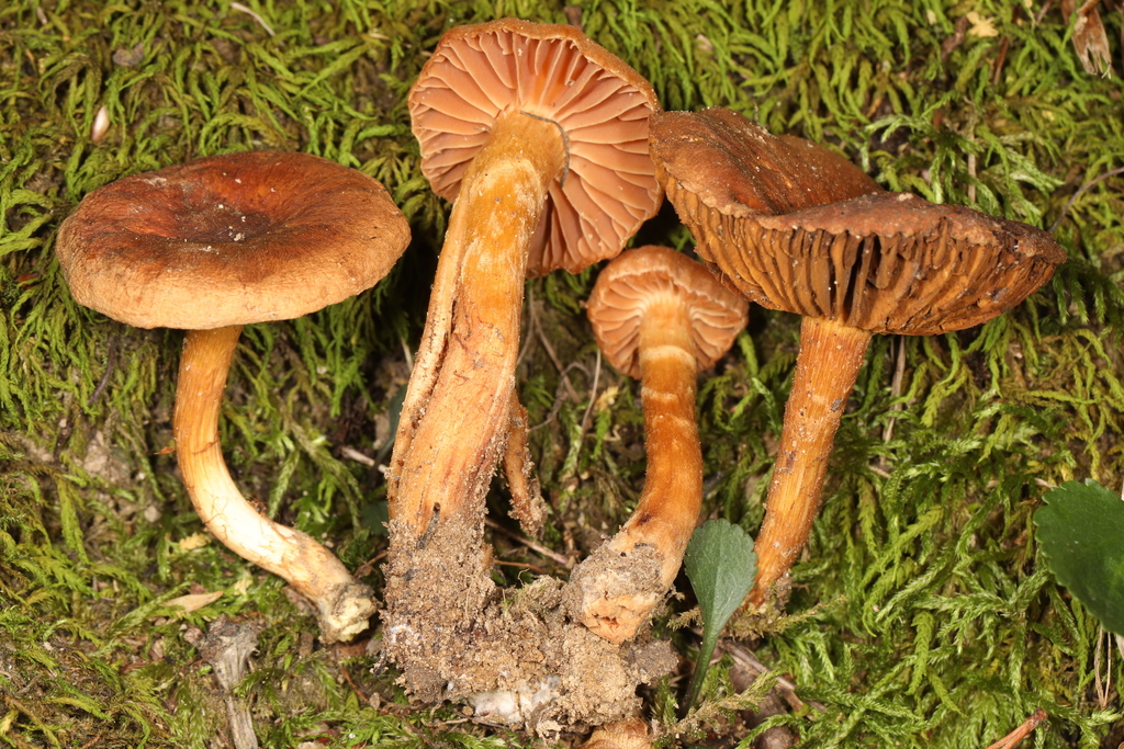 Cortinarius distans from Union Co., Indiana, USA on August 15, 2020 by ...