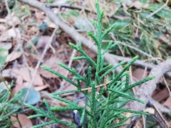 Juniperus bermudiana