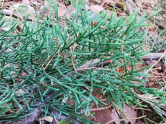 Juniperus bermudiana