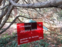 Juniperus bermudiana