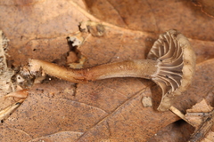 Hodophilus rugulosus