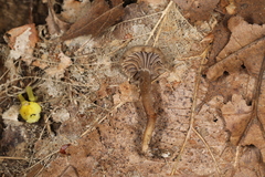 Hodophilus rugulosus