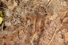Hodophilus rugulosus
