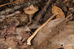 Inocybe phaeodisca