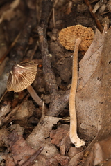 Inocybe phaeodisca