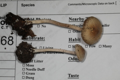 Inocybe phaeodisca