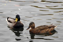 Anas platyrhynchos