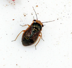 Strongylocoris cicadifrons