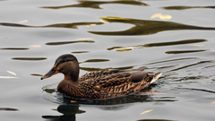 Anas platyrhynchos