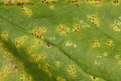 Puccinia orbicula