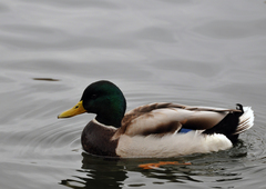 Anas platyrhynchos