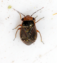 Strongylocoris cicadifrons