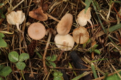 Collybiopsis subcyathiformis