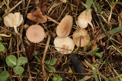 Collybiopsis subcyathiformis