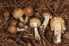 Inocybe flocculosa