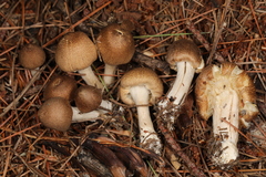 Inocybe flocculosa