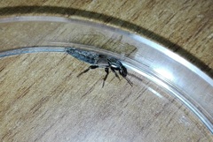 Ocypus sericeicollis