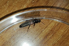 Ocypus sericeicollis