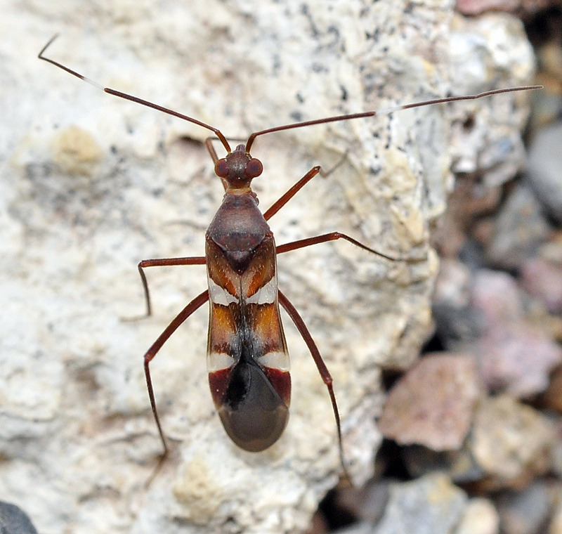 Systellonotus championi