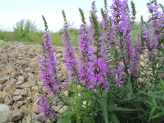 Lythrum salicaria