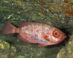Heteropriacanthus carolinus