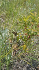 Polites themistocles