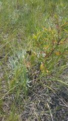 Polites themistocles