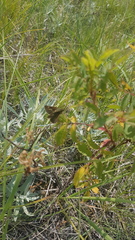 Polites themistocles