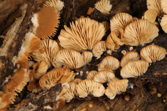 Crepidotus malachioides